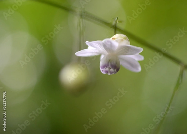 Fototapeta レンゲショウマの花