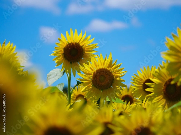 Fototapeta 青空とひまわり畑【アスピア玉城】