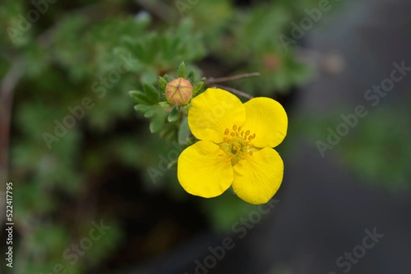 Fototapeta Shrubby cinquefoil Sommerflor