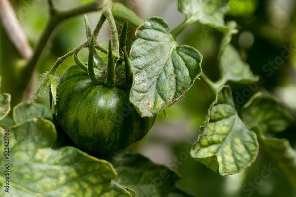 Obraz A green ripening tomato on a branch in a greenhouse.