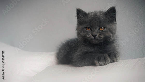 Fototapeta cat on the couch