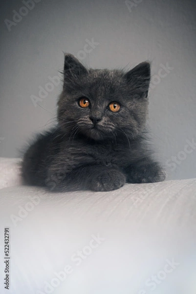 Fototapeta black and white kitten