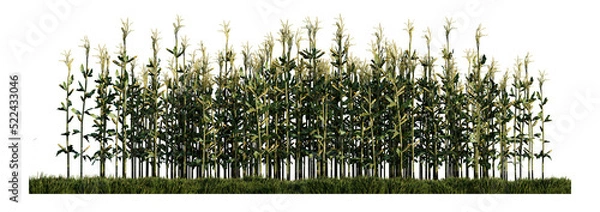 Obraz a 3d rendering image of corn on green grasses field