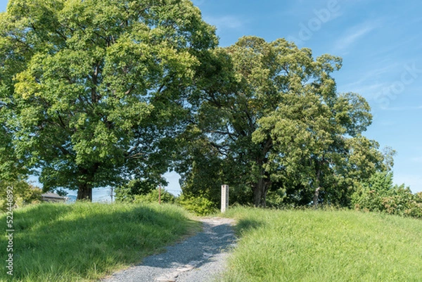 Obraz 京都・平安京・西寺跡