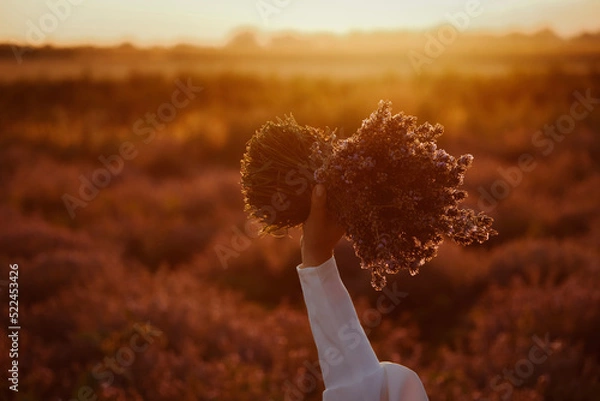 Obraz sunset in the field