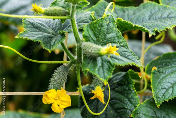 Obraz Cucumbers grow on a bush in the open ground in the garden