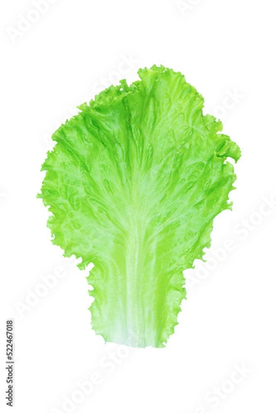 Fototapeta Salad leaf. Lettuce isolated on white background with clipping path