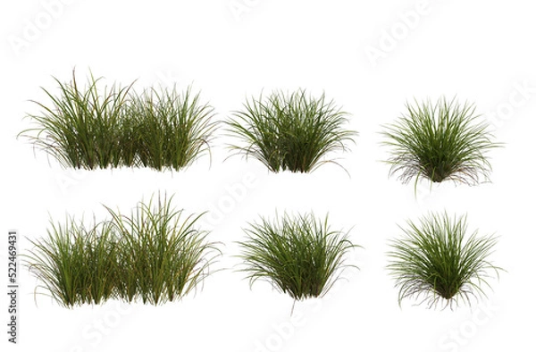Fototapeta Grass blossoms on a transparent background