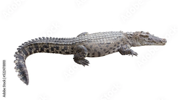 Obraz Crocodile isolated