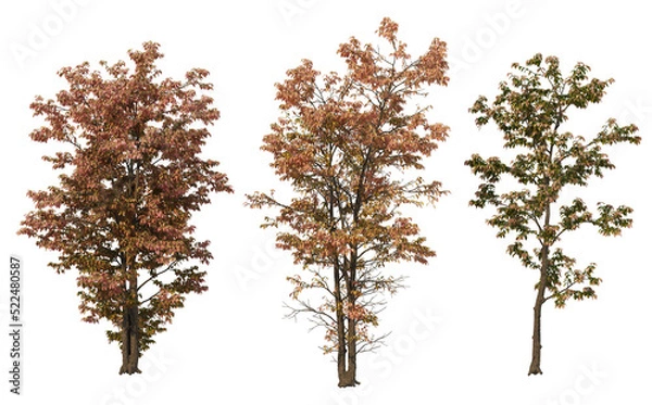 Obraz Autumn trees on a transparent background