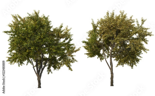 Obraz Autumn trees on a transparent background