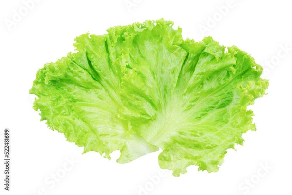 Fototapeta Lettuce. Salad leaf isolated on white background with clipping path