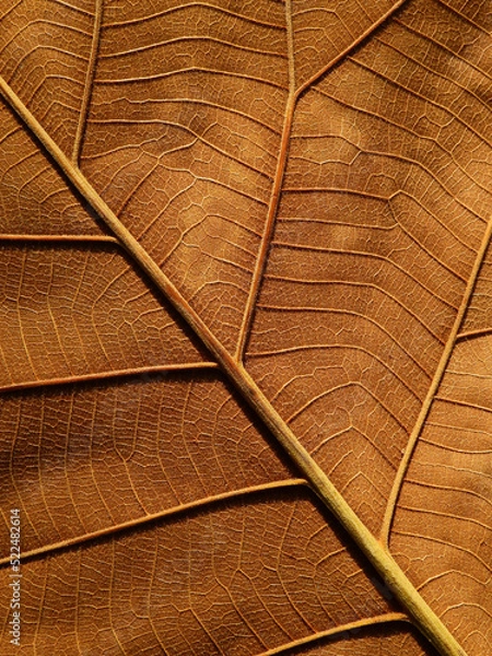 Obraz brown teak leaf texture, macro shot