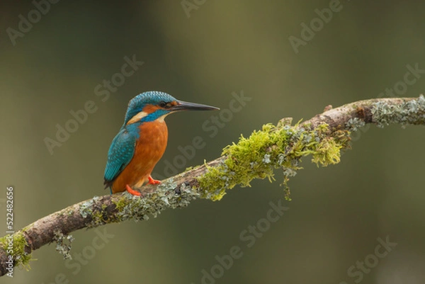 Fototapeta Eurasian Kingfisher, common kingfisher scientific name Alcedo atthis  on a mossy branch