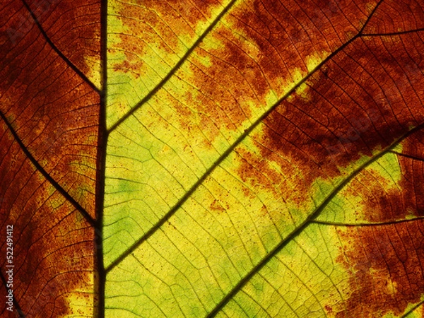 Fototapeta autumn colorful leaf texture ( teak leaf )