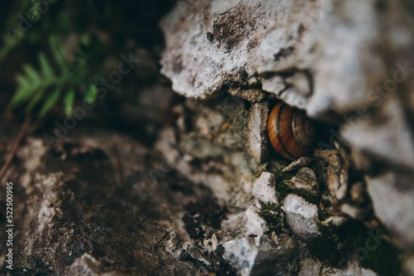 Fototapeta Snail