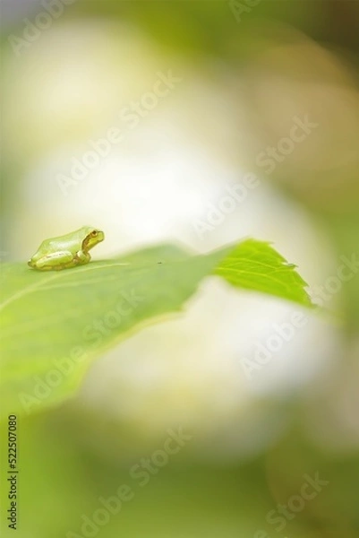 Obraz アマガエル