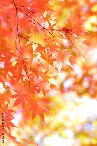 Obraz 美しき日本の紅葉