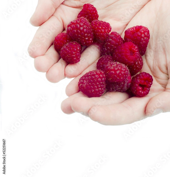 Obraz Raspberries in the hands
