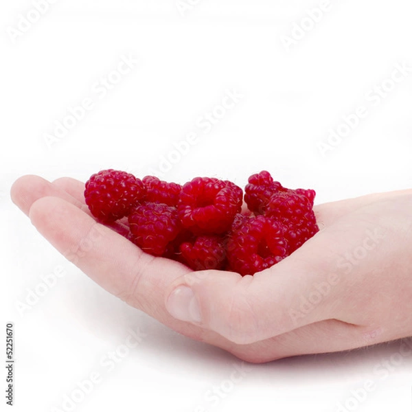 Obraz Raspberries in the hands