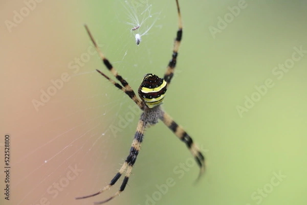 Obraz spider on a web