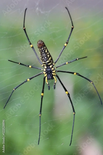 Obraz spider on a web