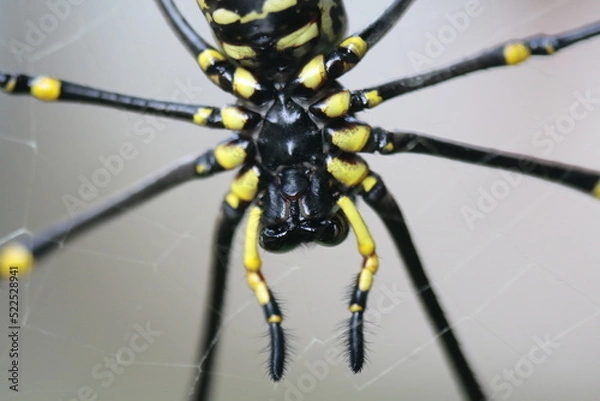 Obraz spider on a web