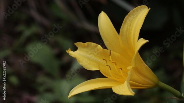 Obraz yellow lily flower