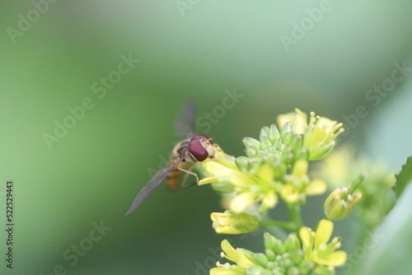 Fototapeta bee on a flower