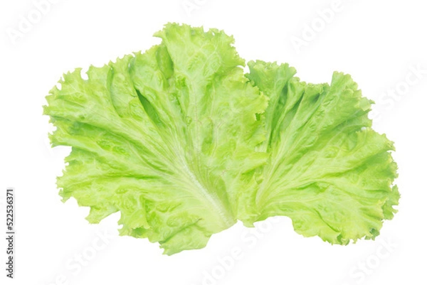 Fototapeta Salad leaf. Lettuce isolated on white background with clipping path.