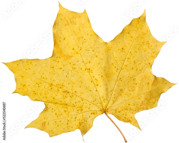 Obraz Orange maple leaf isolated on transparent background. Autumn dry leaf.