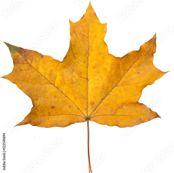Obraz Orange maple leaf isolated on transparent background. Autumn dry leaf.