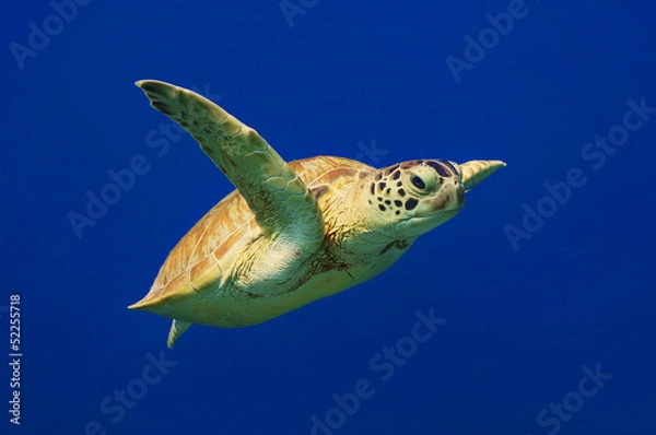 Fototapeta Green Sea Turtle