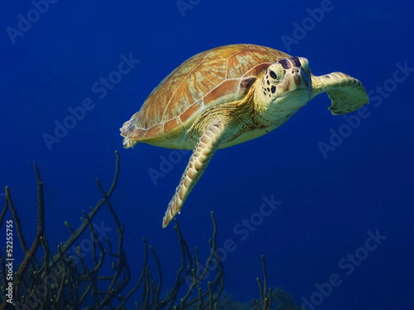 Obraz Curious Green Sea Turtle