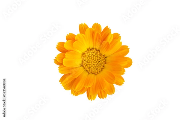Fototapeta Common marigold flowerhead, isolated on transparent background