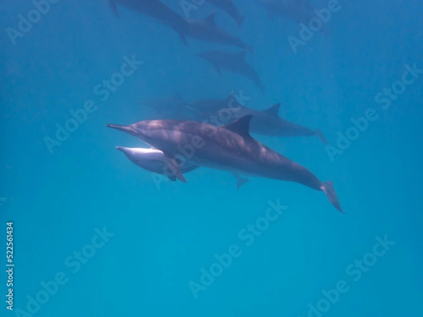 Fototapeta Dolphins at Egypt