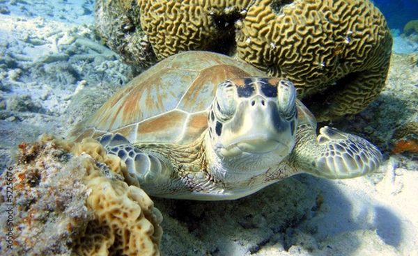 Obraz curious Green Sea Turtle