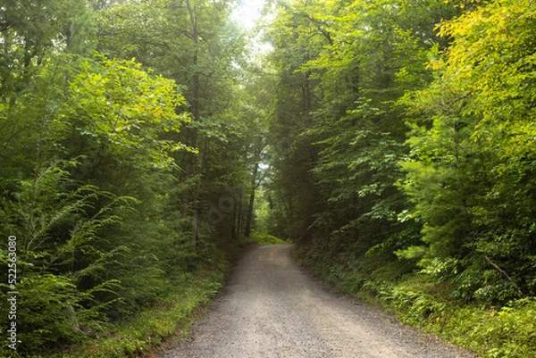 Fototapeta Green Trees On Forest Road In Smoky Mountains