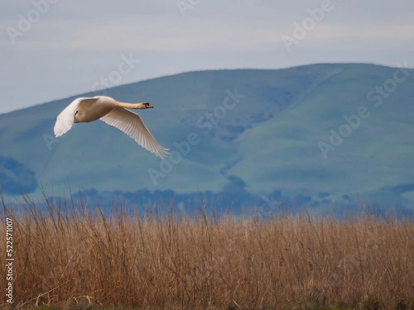 Fototapeta Mute Swan flying over marsh wetland with hills in background