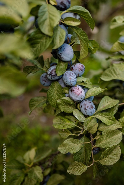 Fototapeta ripe plums on the tree