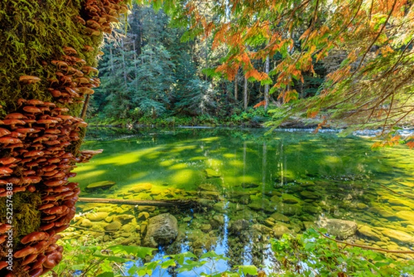 Fototapeta Emerald Pool, Walbran Creek