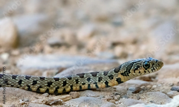 Obraz Close-up shot of a juvenile Horseshoe Whip Snake (Hemorrhois hippocrepis)