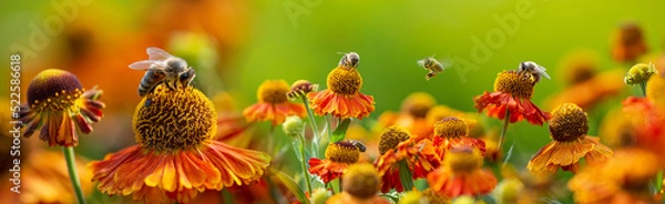 Fototapeta bee (apis mellifera) on helenium flowers - close up