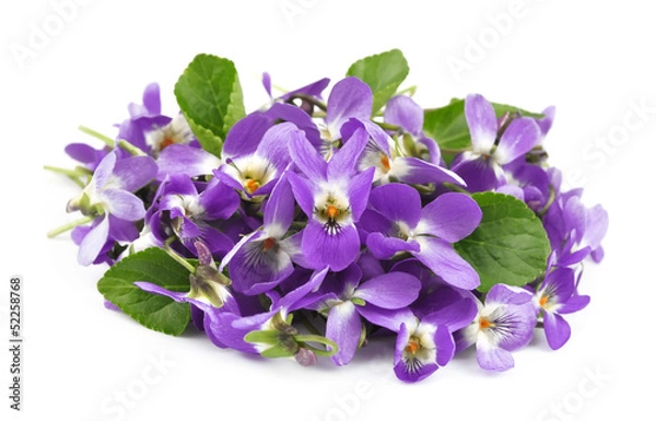 Obraz flower violet