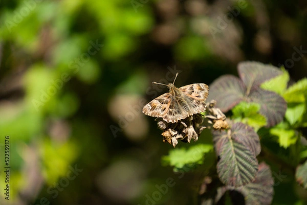 Obraz butterfly on a leaf