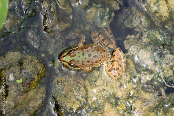 Obraz frog on a swamp