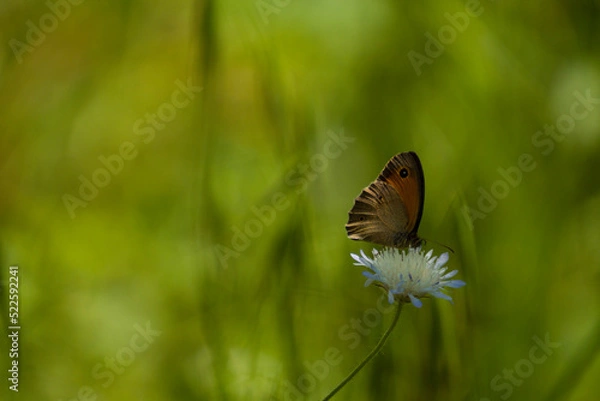 Obraz butterfly on a flower