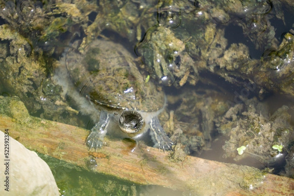 Obraz turtle in the swamp