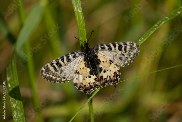 Obraz butterfly on grass