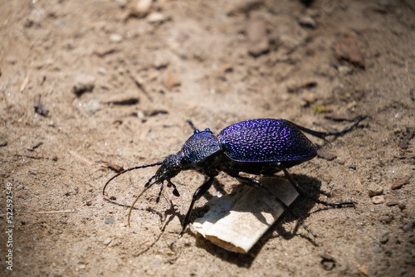 Obraz beetle on the ground